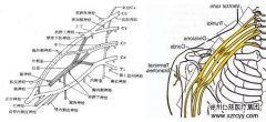 60岁老汉被刺伤臂从神经 徐州仁慈医院5小时救治成功