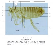 徐州市疾控中心：“蚤”想消灭你